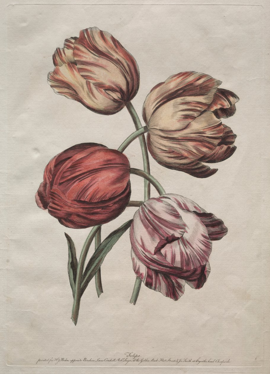 Acht schöne Gruppen von natürlichen Blumen in Umrissen von de la Cour: Tulpen von Robert Sayer