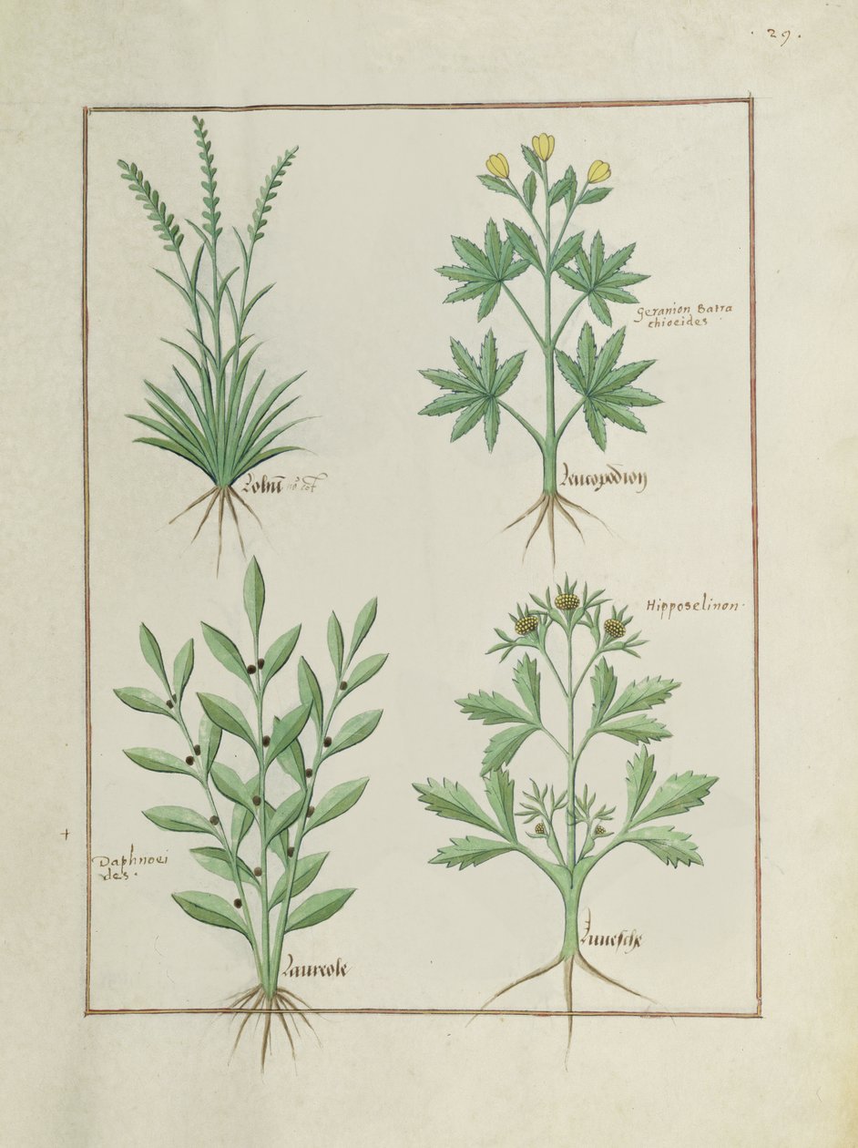Lolni und Geranie oben, Daphnoides und Petersilie unten, Illustration aus Das Buch der einfachen Heilmittel von Matteaus Platearius von Robinet Testard