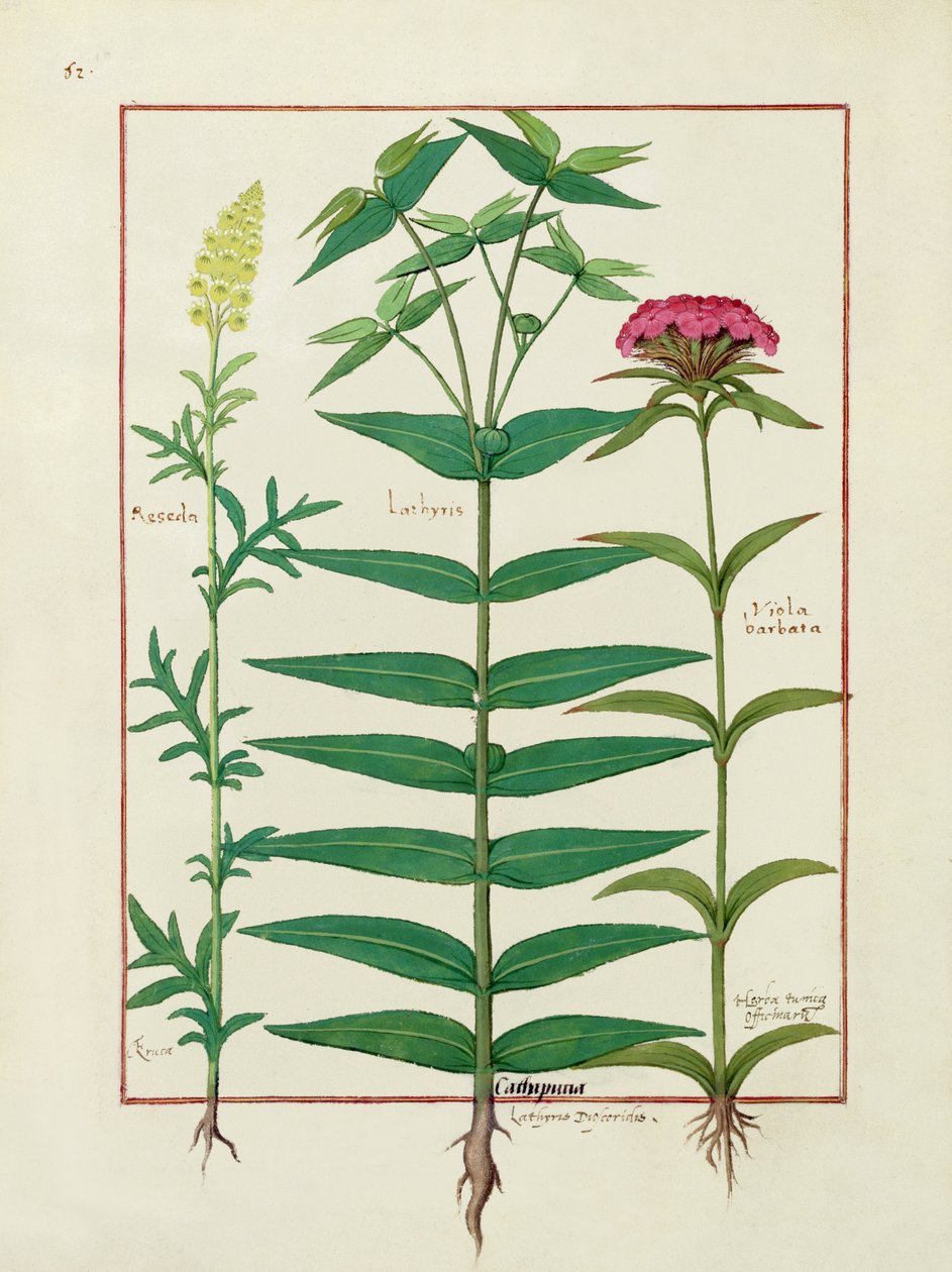 Reseda, Euphorbia und Dianthus, Illustration aus dem Buch der einfachen Heilmittel von Mattheaus Platearius von Robinet Testard
