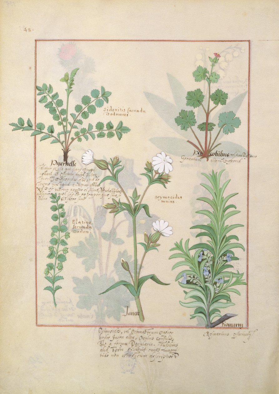 Illustration aus dem Buch der einfachen Heilmittel von Mattheaus Platearius 135r von Robinet Testard