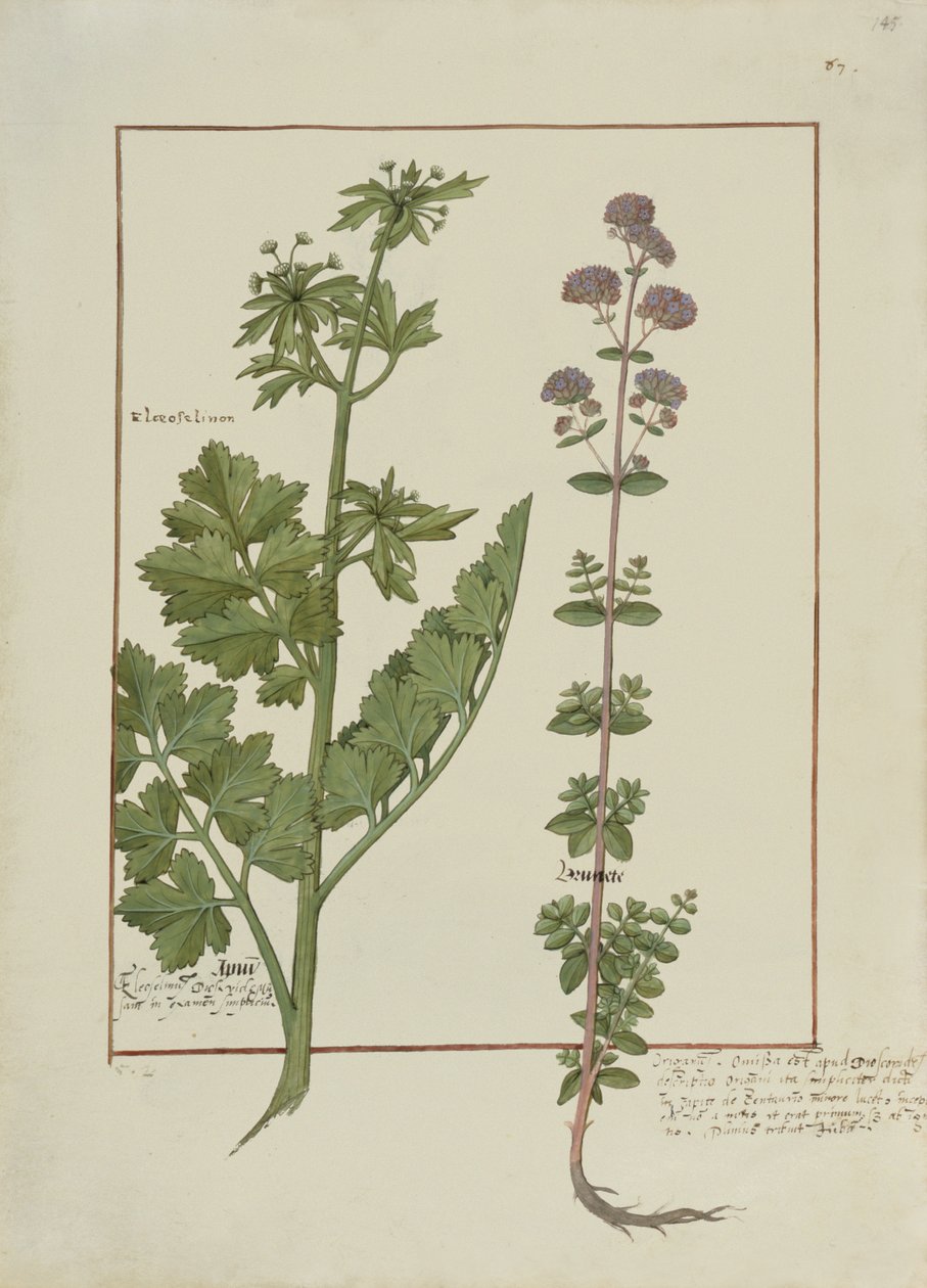 Illustration aus dem Buch der einfachen Medizin von Mattheaus Platearius, ca. 1470 von Robinet Testard