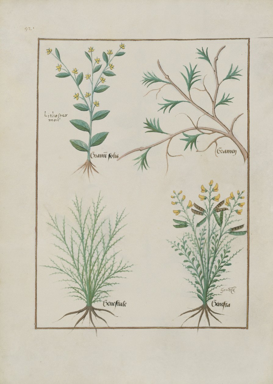 Illustration aus dem Buch der einfachen Medizin von Mattheaus Platearius, ca. 1470 von Robinet Testard