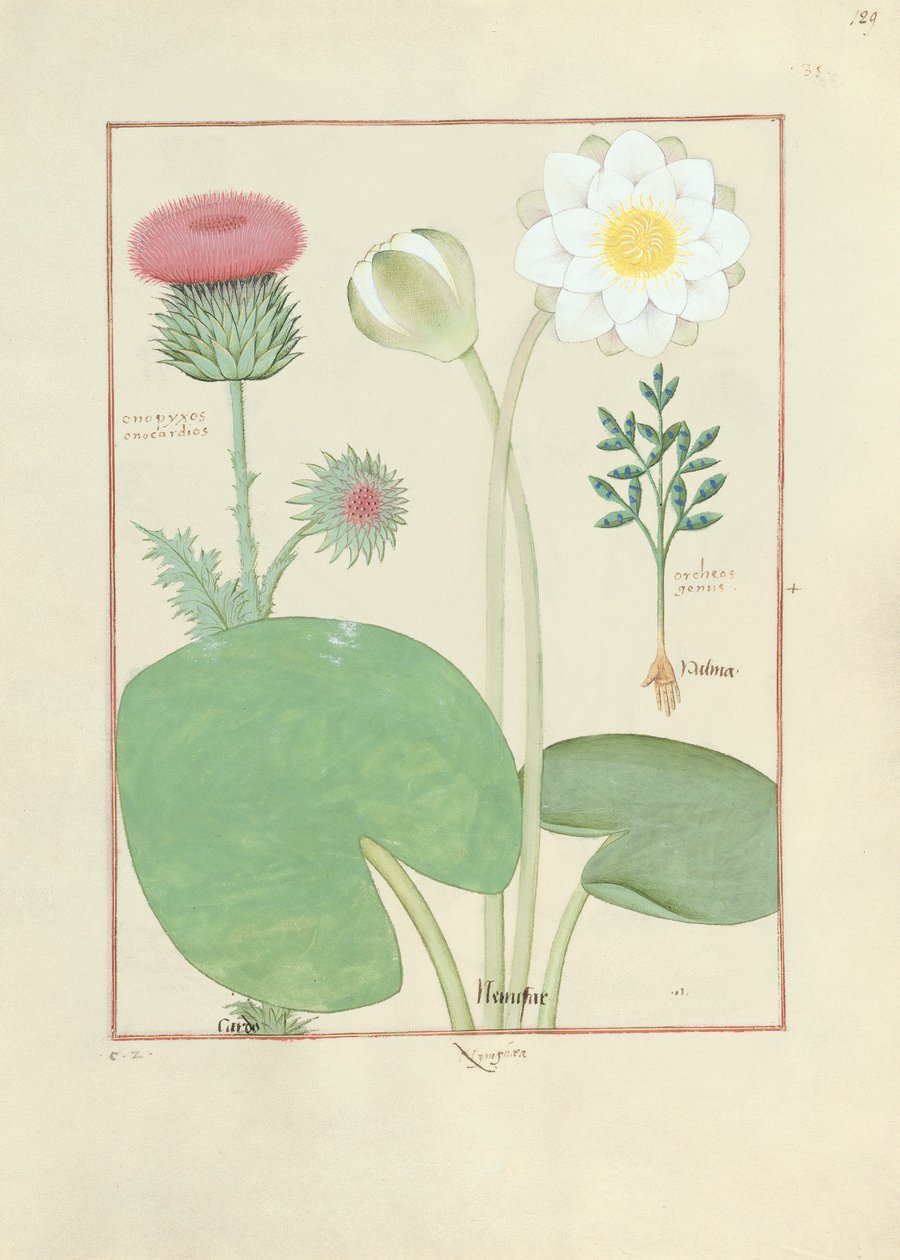 Gefiederte Distel, Seerose und Rizinuspflanze, Illustration aus 