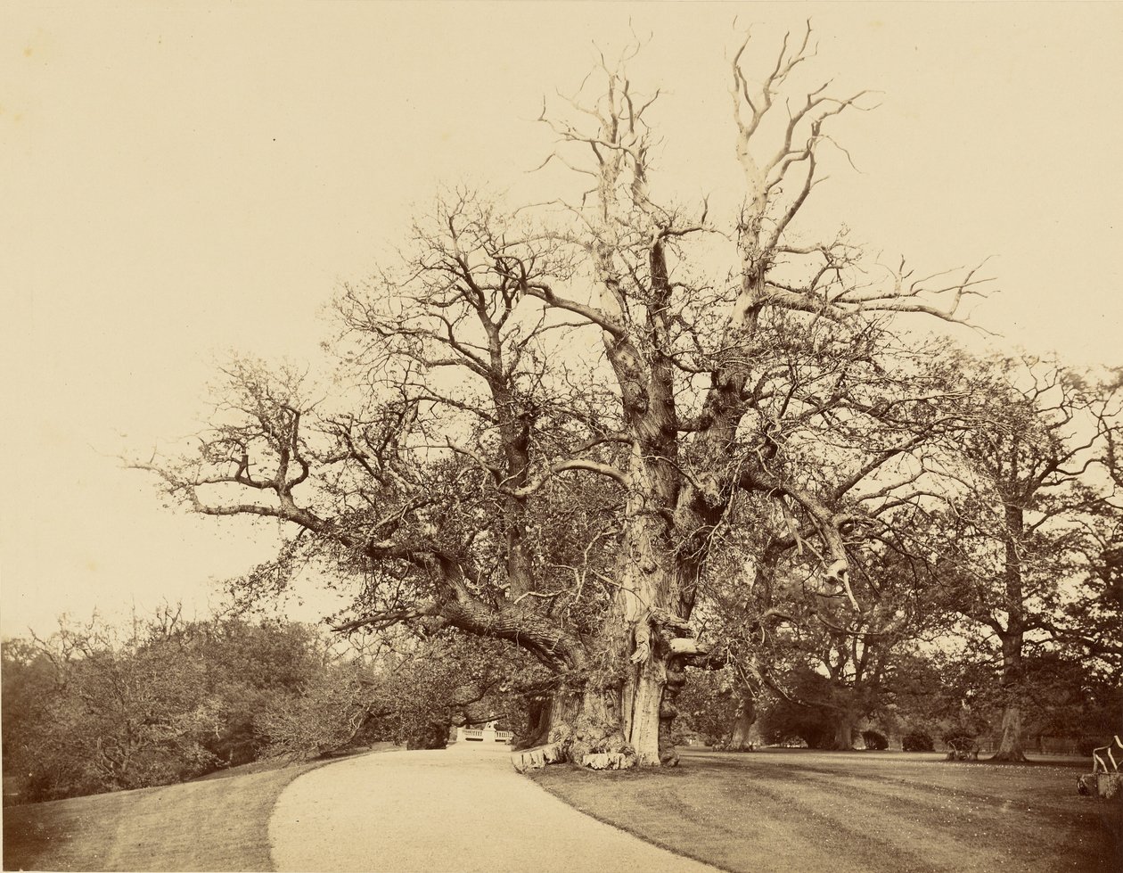 [Studie von Baum und Auffahrt] von Roger Fenton