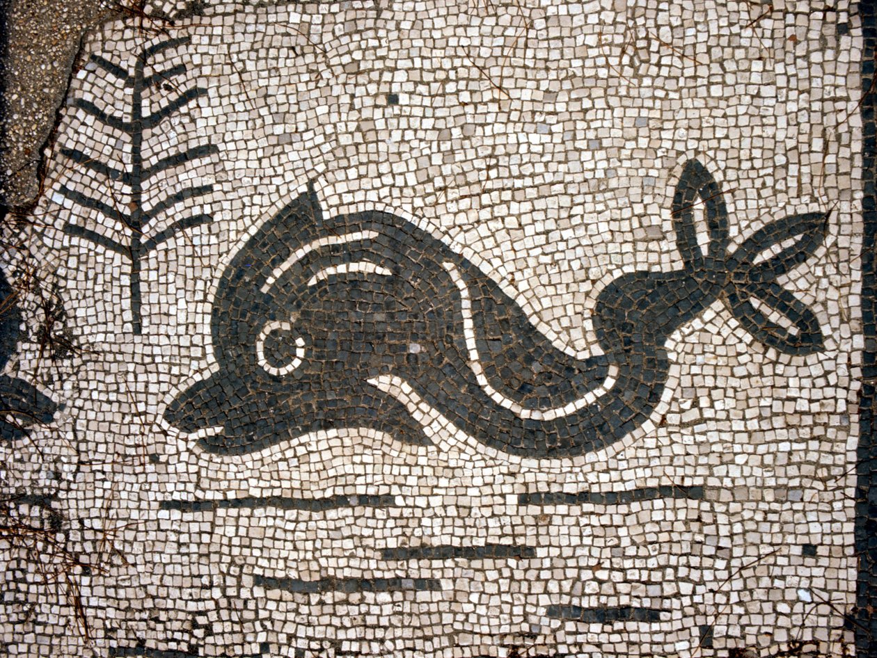 Darstellung eines Delfins nach einem Mosaik auf dem Platz der Corporazioni von Ostia Antica von Roman