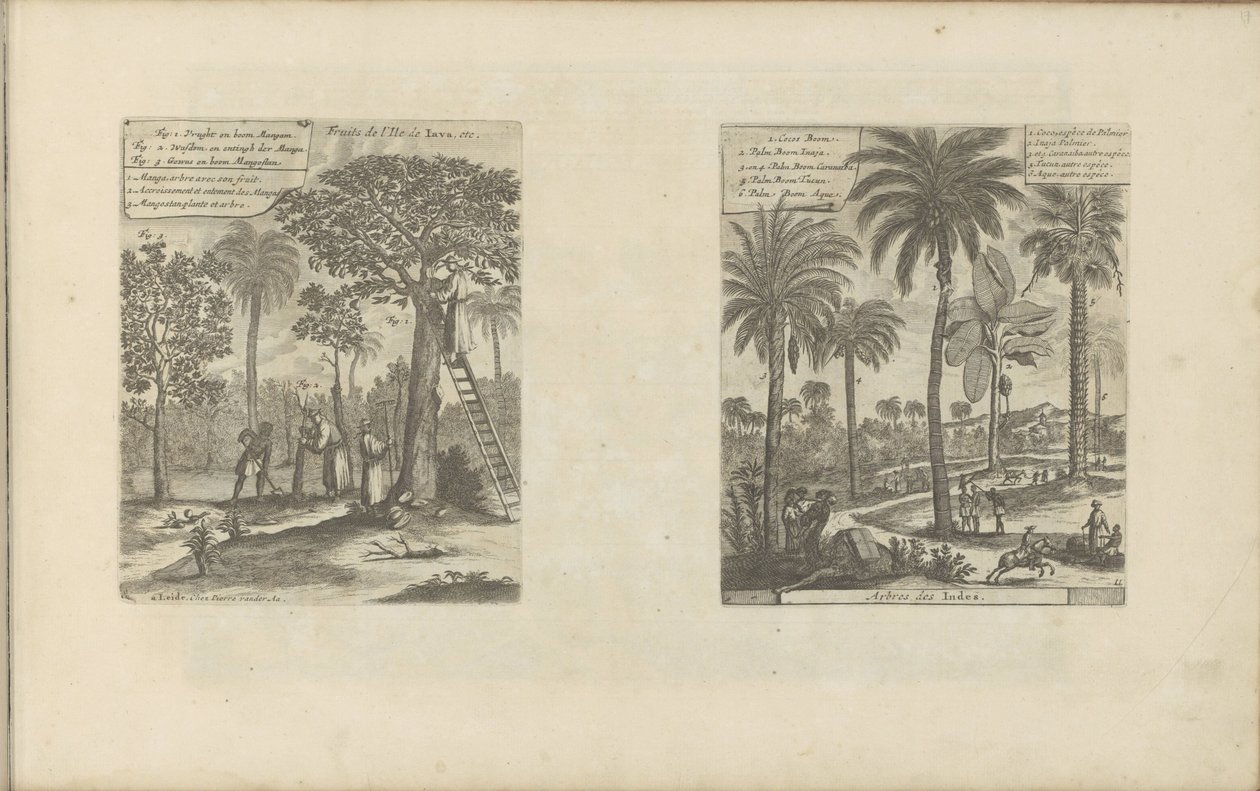 Landschaften mit Mangobäumen, Kokos- und Palmenbäumen von Romeyn de Hooghe