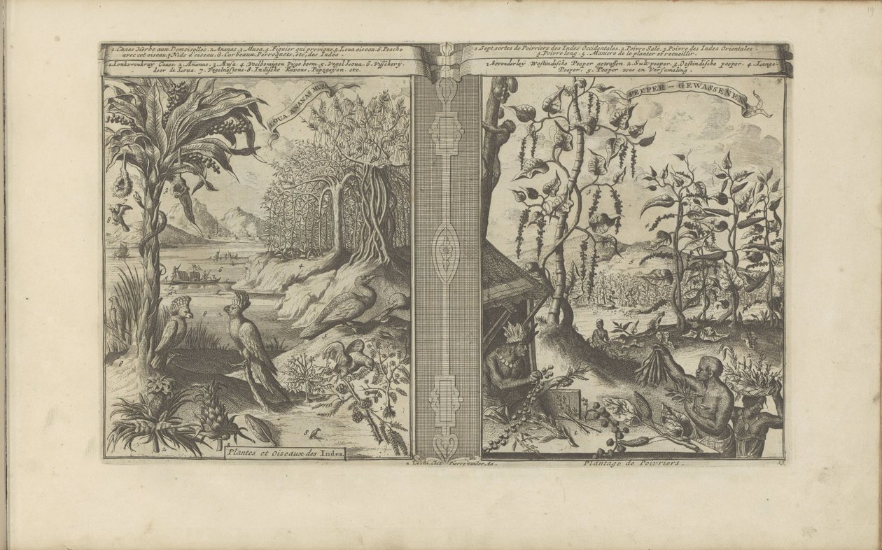 Pflanzen, Vögel und Pfefferfelder von Romeyn de Hooghe