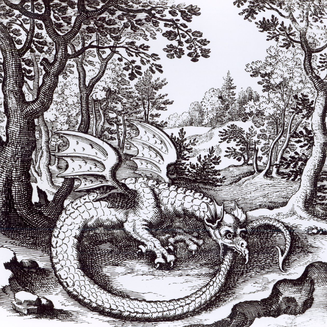 Ein Drache im Wald, aus 