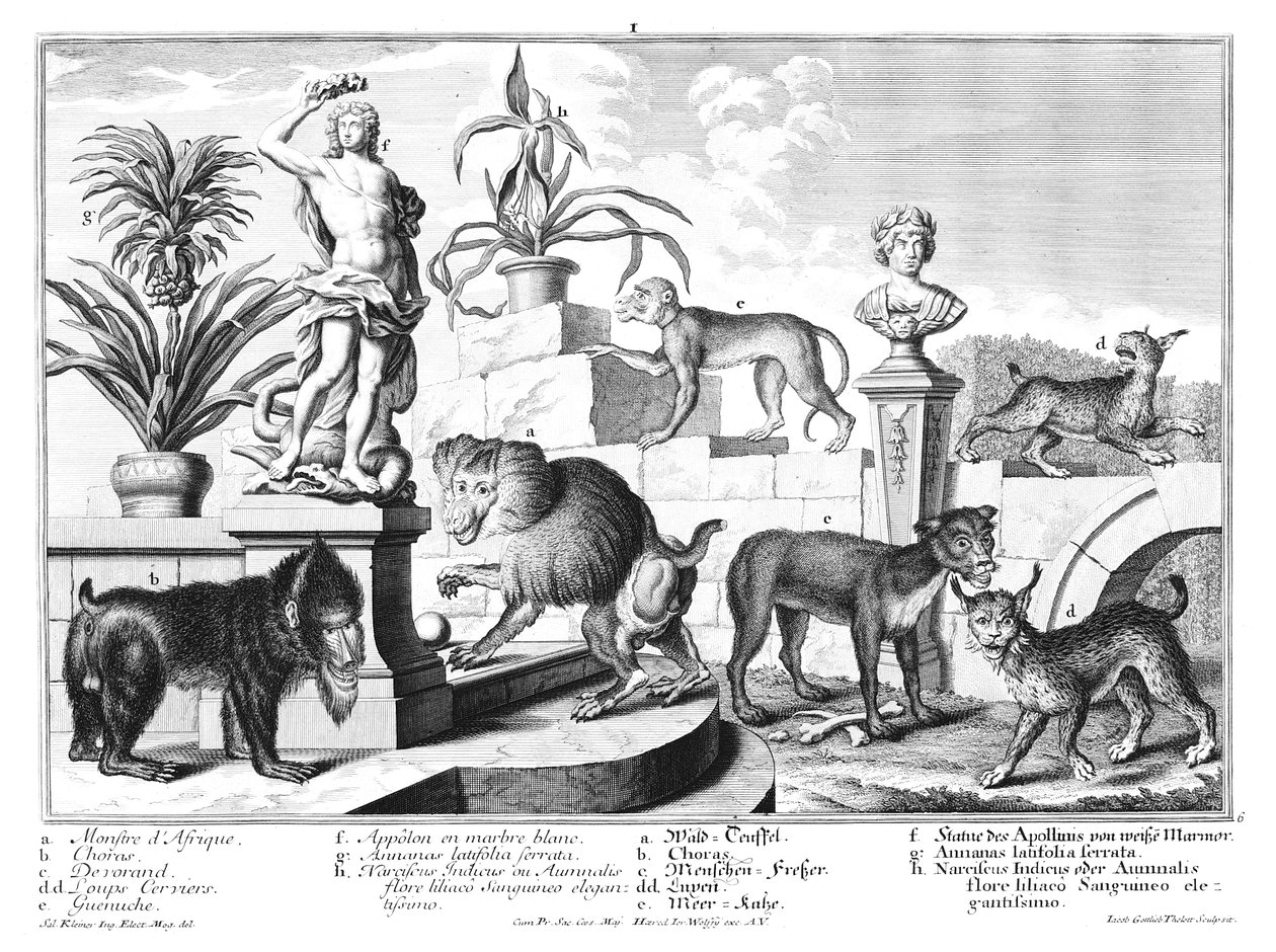Affen und Wildkatzen von Salomon Kleiner