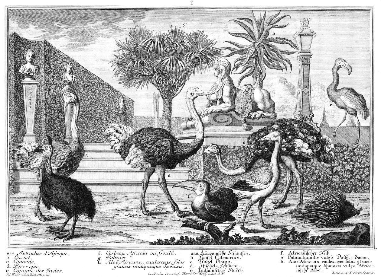 Strauße, Kasuar, Stachelschwein von Salomon Kleiner