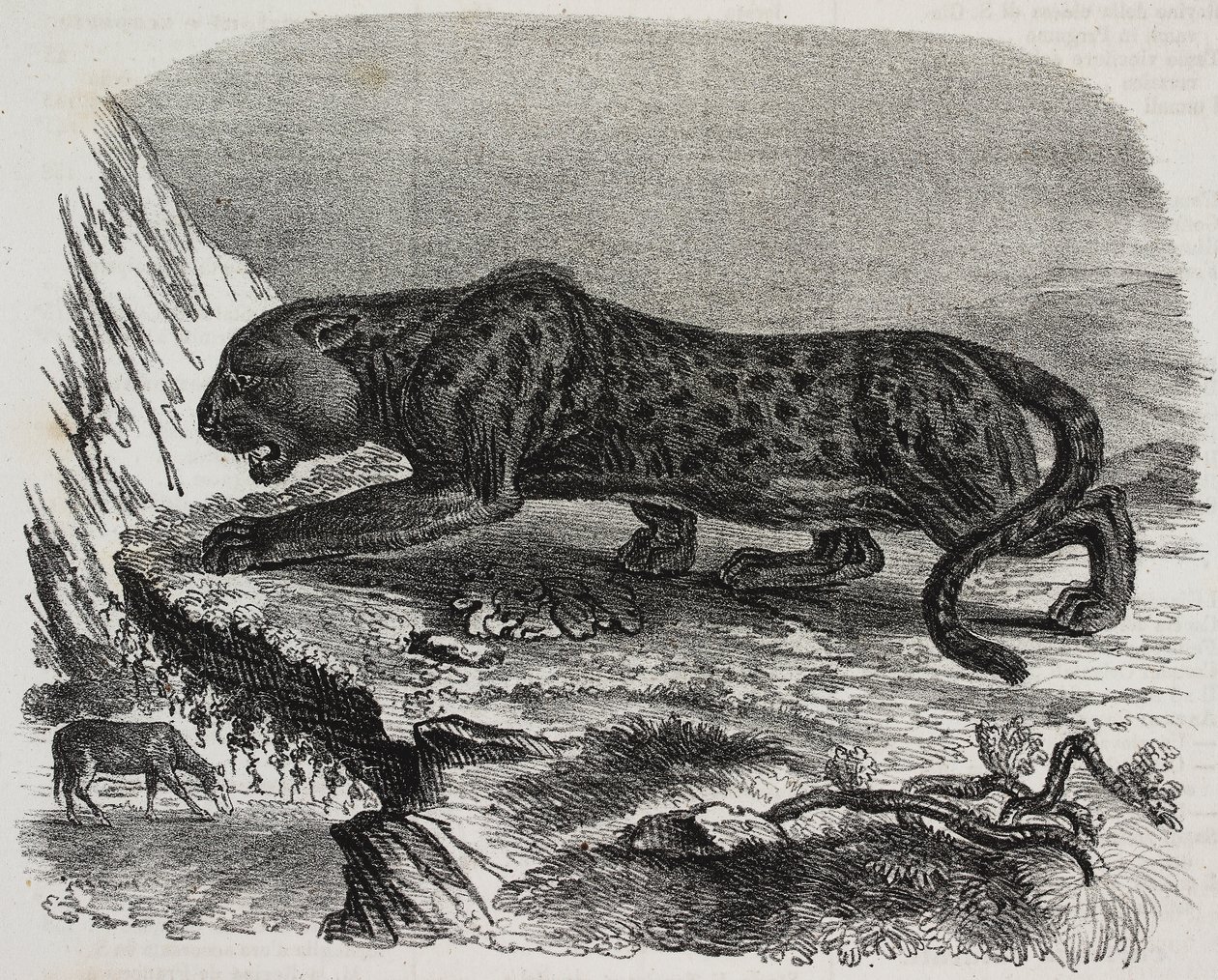Schwarzer Panther im Jardin des Plantes, Botanischer Garten von Paris, Frankreich, Lithographie von Salvatore Puglia aus Poliorama Pittoresco, Nr. 26, 4. Februar von Salvatore Puglia