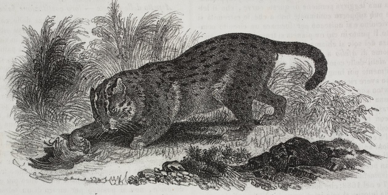 Sumatra-Katze, Lithographie von Salvatore Puglia von Salvatore Puglia
