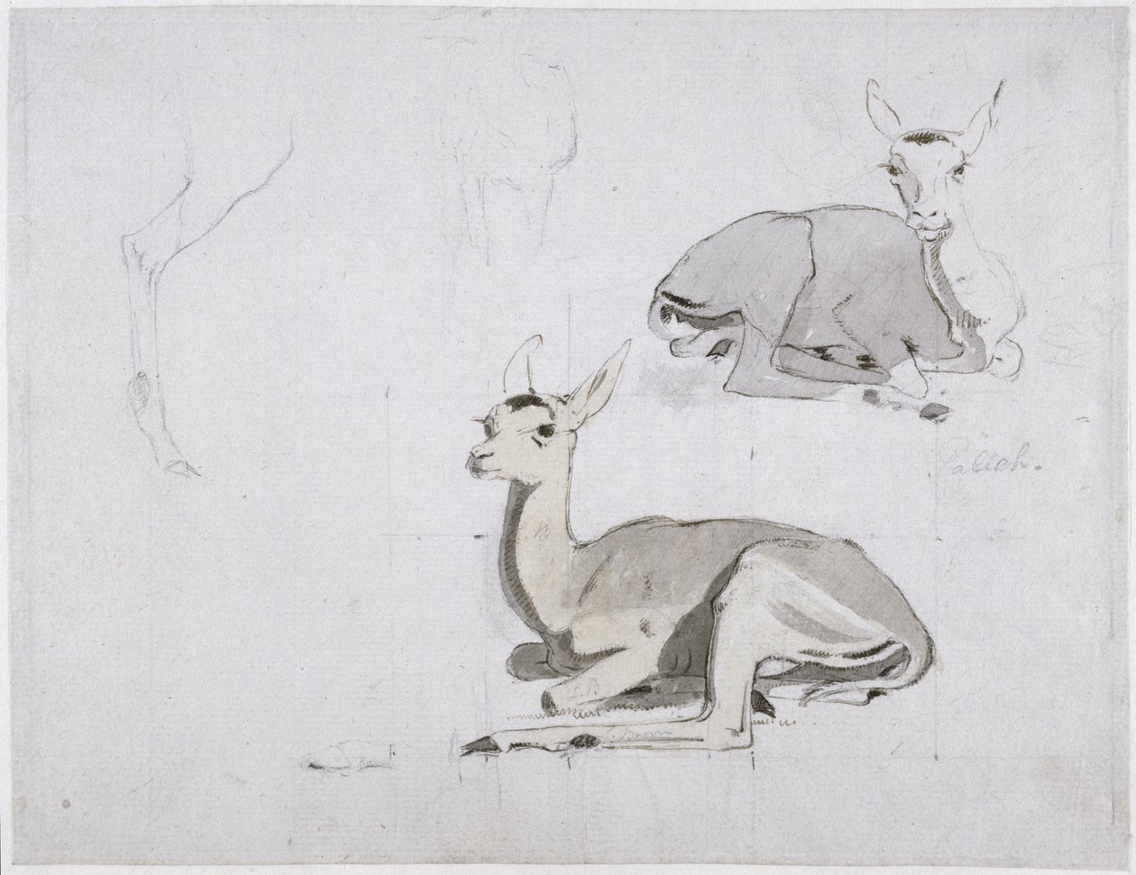 Studien von jungen Pallah-Hirschen im Ruhen von Samuel Daniell
