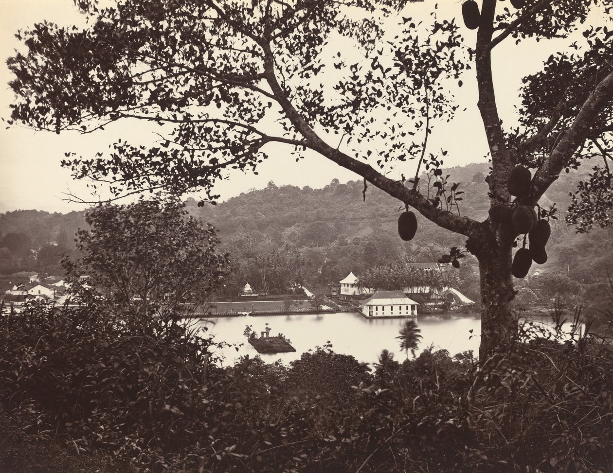 Ein Blick von der Upper Lake Road zeigt Tempel und Insel mit Park – Obstbaum im Vordergrund von Samuel Bourne