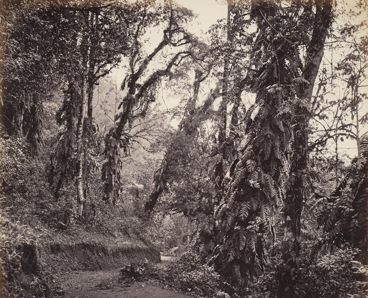Darjeeling, Waldszene mit Kletterpflanzen, mit der Tukvar Straße von Samuel Bourne
