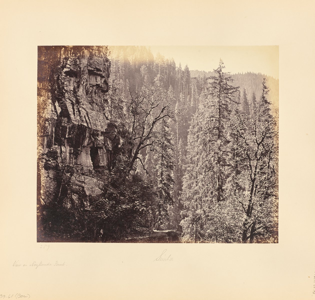 Ansicht im Narkunda-Wald von Samuel Bourne