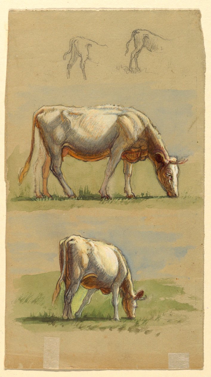 Zeichnung, Vieh, Zwei grasende Kühe und die Rücken von Kälbern, 1875–80 von Samuel Colman