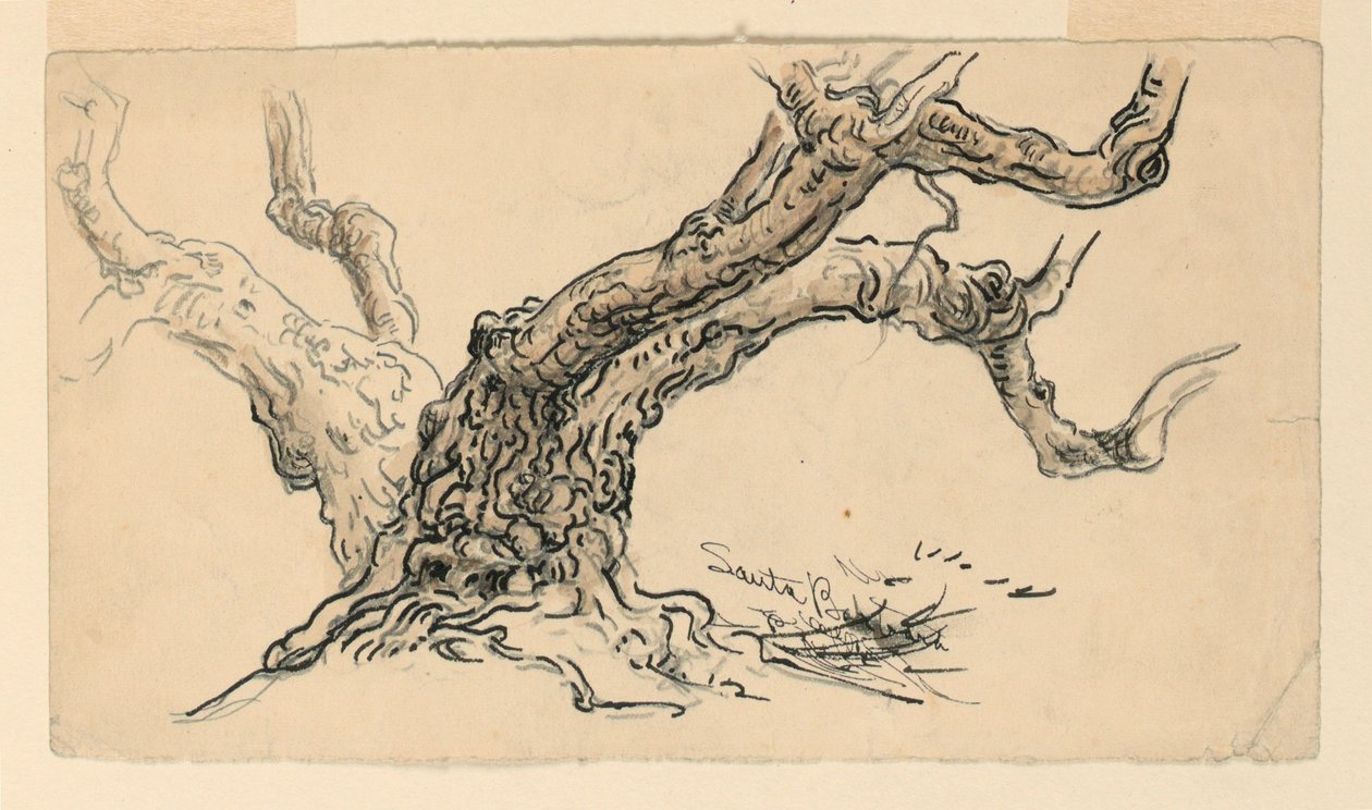 Skizzen. Sykomoren, Santa Barbara, Kalifornien, ca. 1888 von Samuel Colman