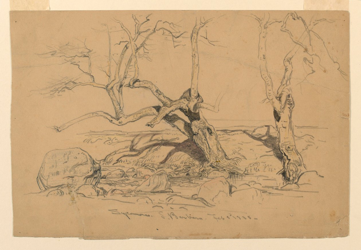Studien: Bäume, Santa Barbara, Kalifornien, 3. Februar 1888 von Samuel Colman