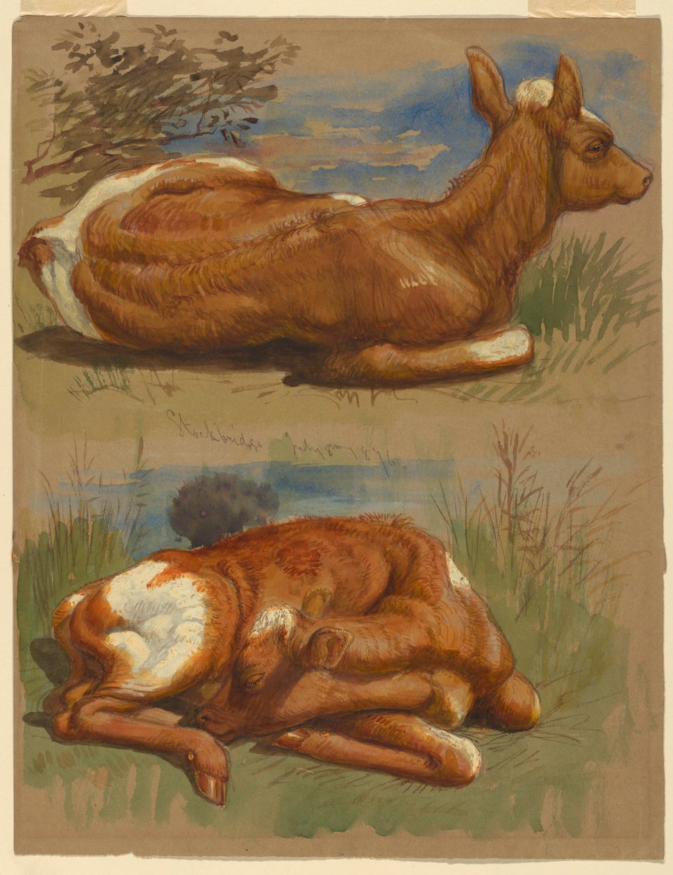Drei Studien von Kälbern, Stockbridge, 7. Juli 1876 von Samuel Colman