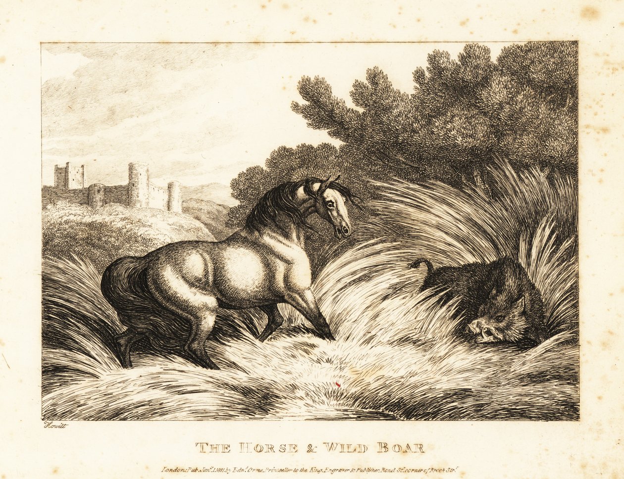 Ein Pferd und ein Wildschwein stehen sich auf einer Weide gegenüber. 1811 (Radierung) von Samuel Howitt