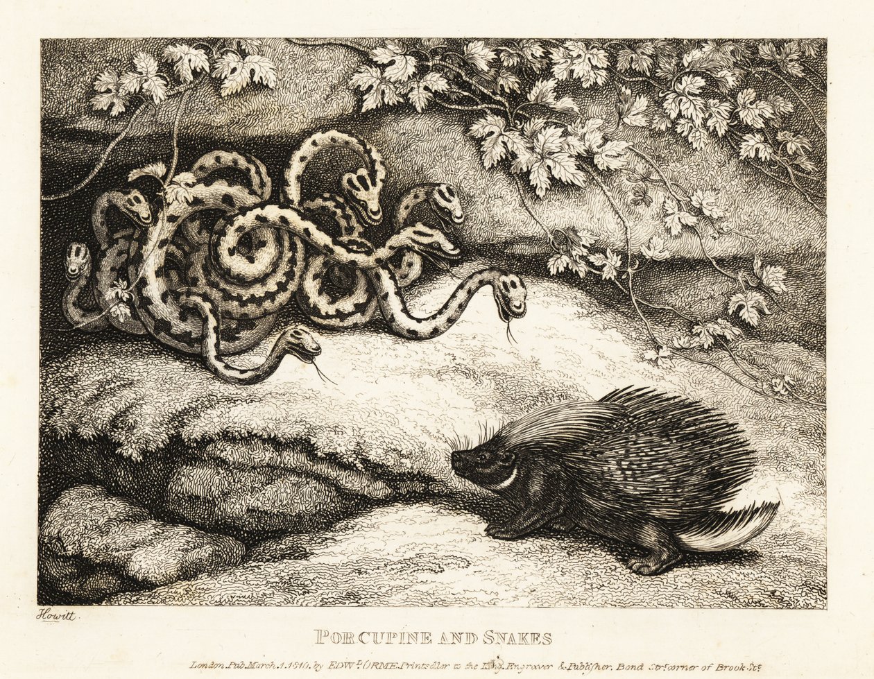 Die scharfen Stacheln eines Stachelschweins vertreiben ein Nest von Schlangen aus einer Höhle. 1811 von Samuel Howitt