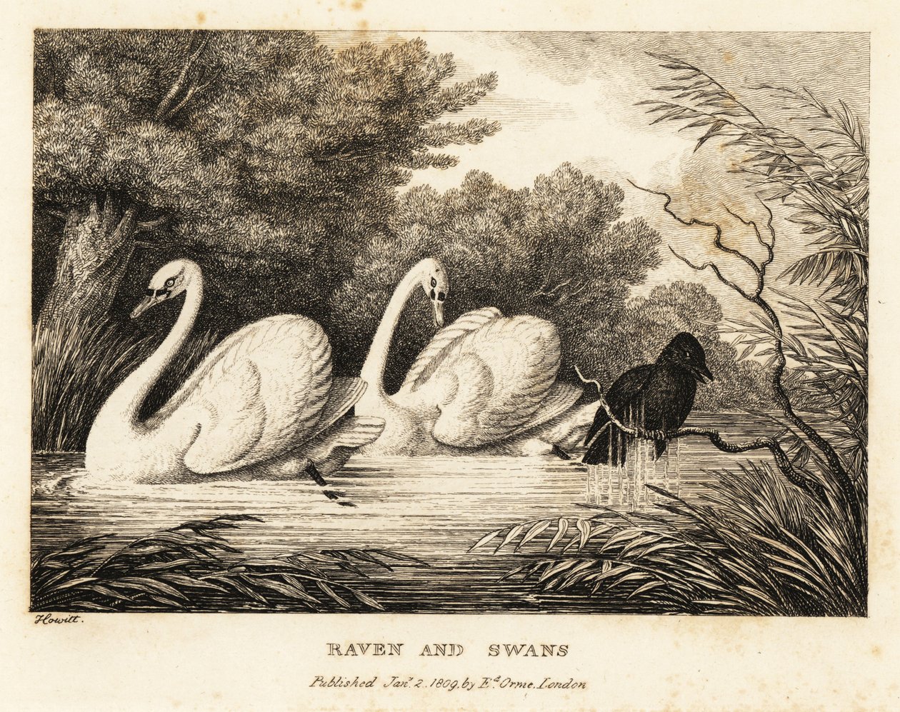 Ein Rabe versucht sich zu waschen, um den weißen Schwänen ähnlicher zu sein. 1811 (Radierung) von Samuel Howitt