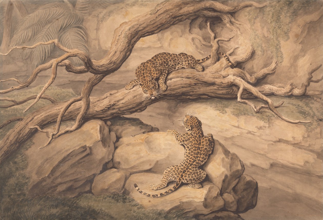 Leoparden beim Spielen zwischen umgestürzten Bäumen und Felsen von Samuel Howitt
