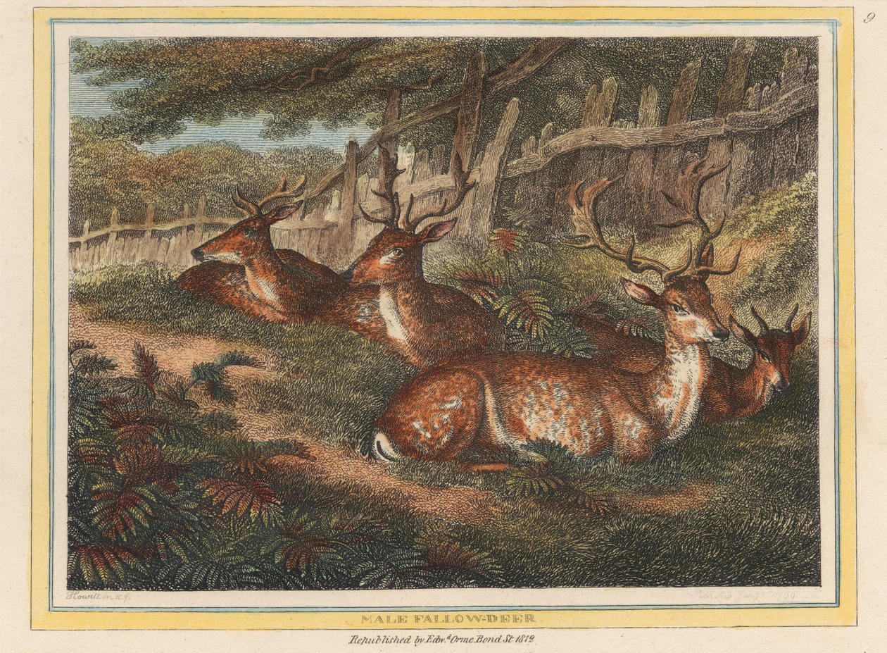 Männlicher Damhirsch von Samuel Howitt