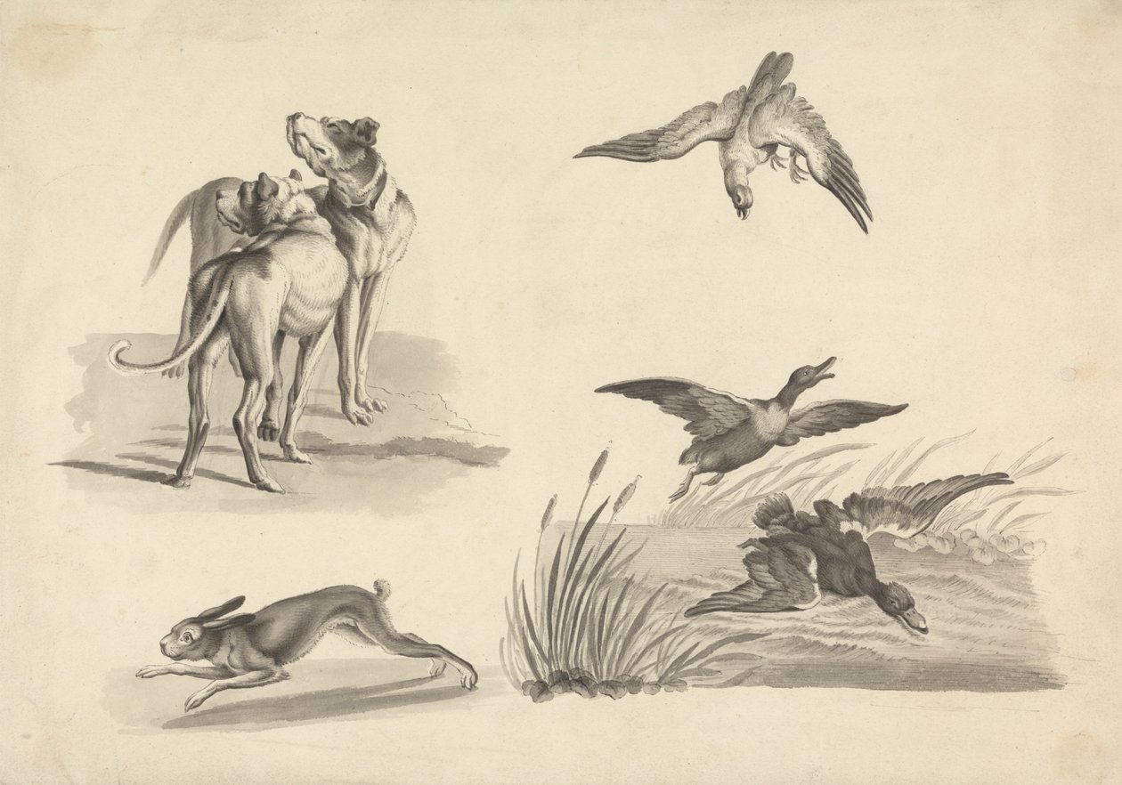Blatt mit Studien von Hunden, Hase, Falke und Enten von Samuel Howitt