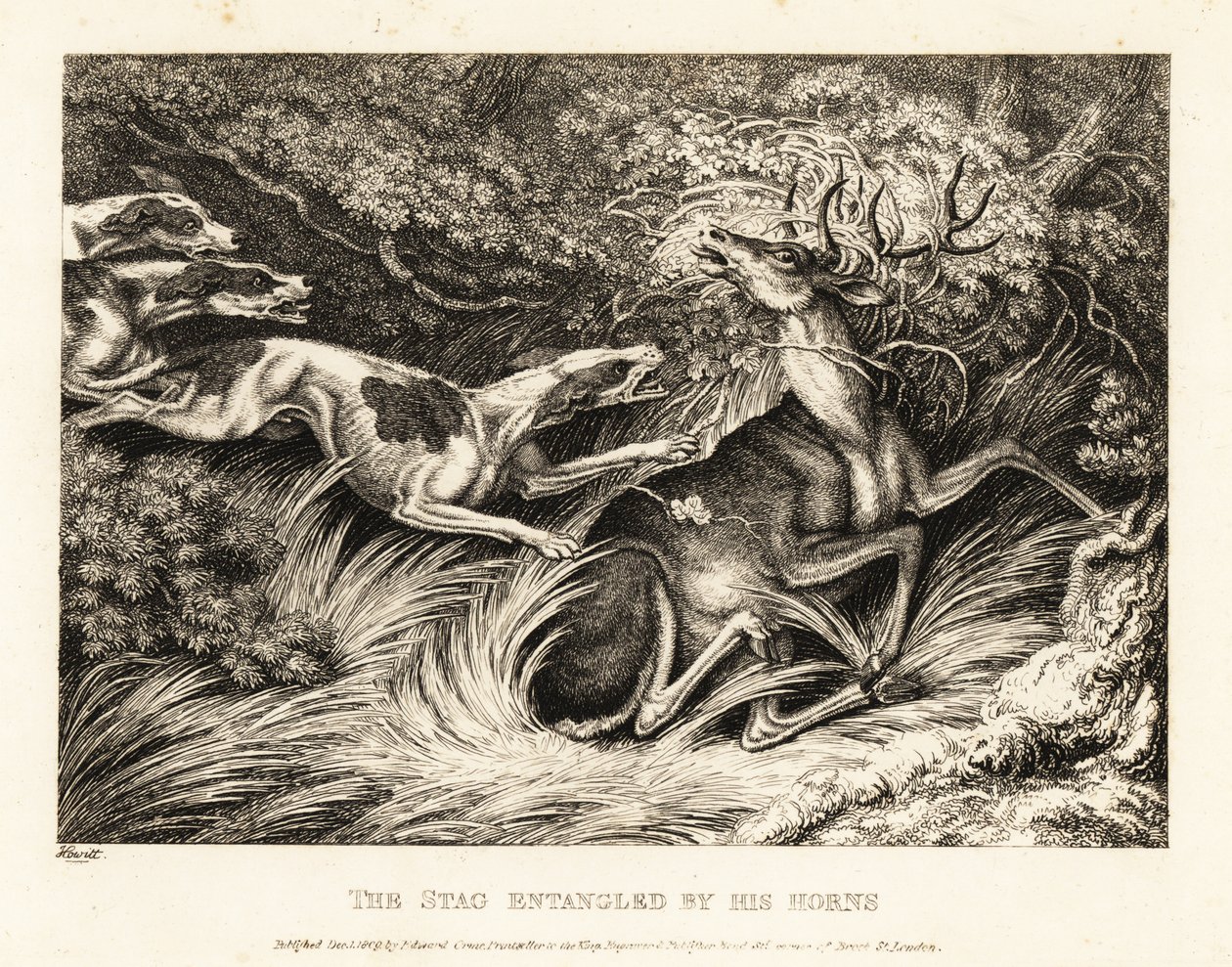 Drei Hunde greifen einen Hirsch an, der mit seinen Geweihen gefangen ist. 1811 von Samuel Howitt