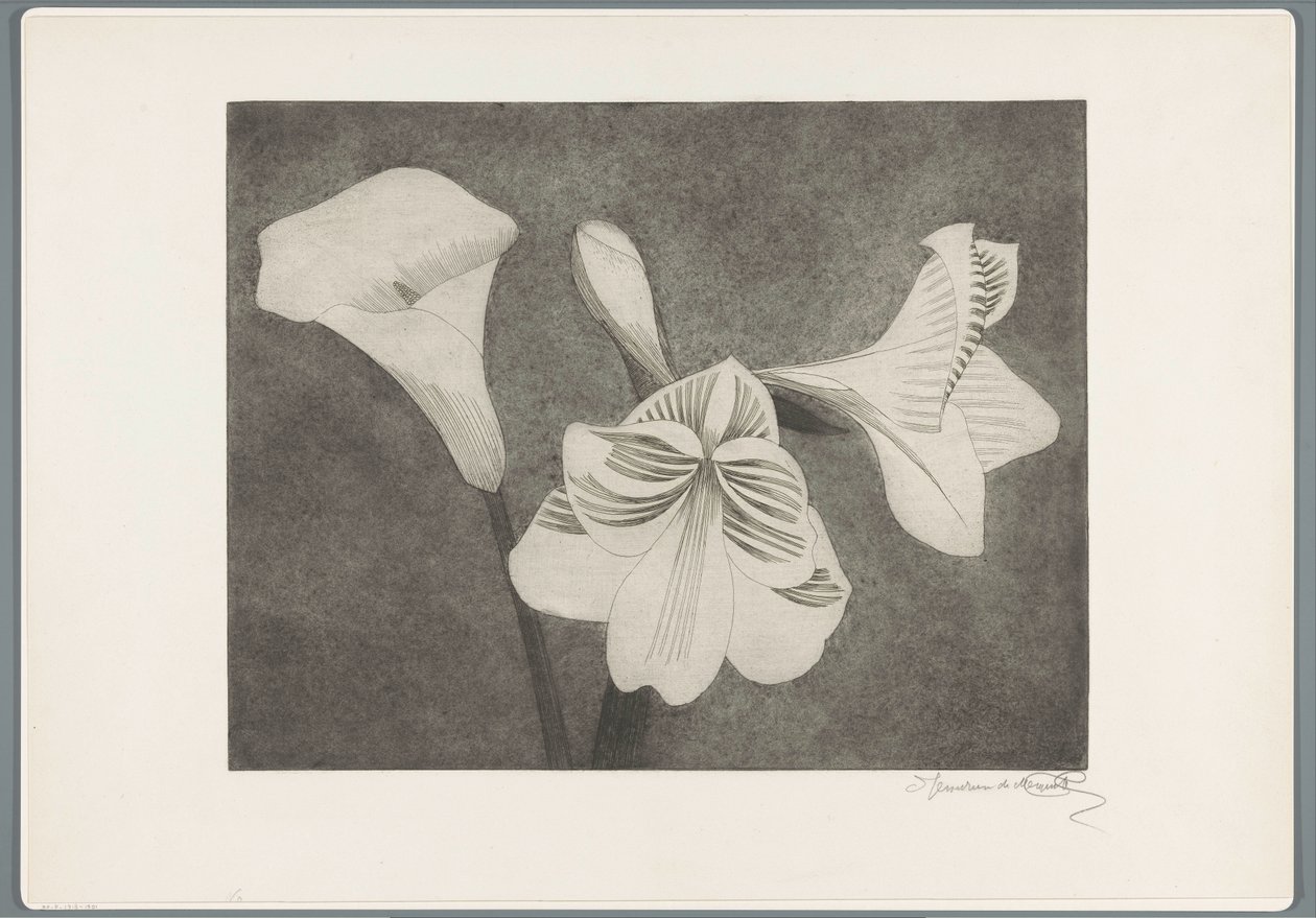 Amaryllis und Aronstab von Samuel Jessurun de Mesquita (signed by artist)