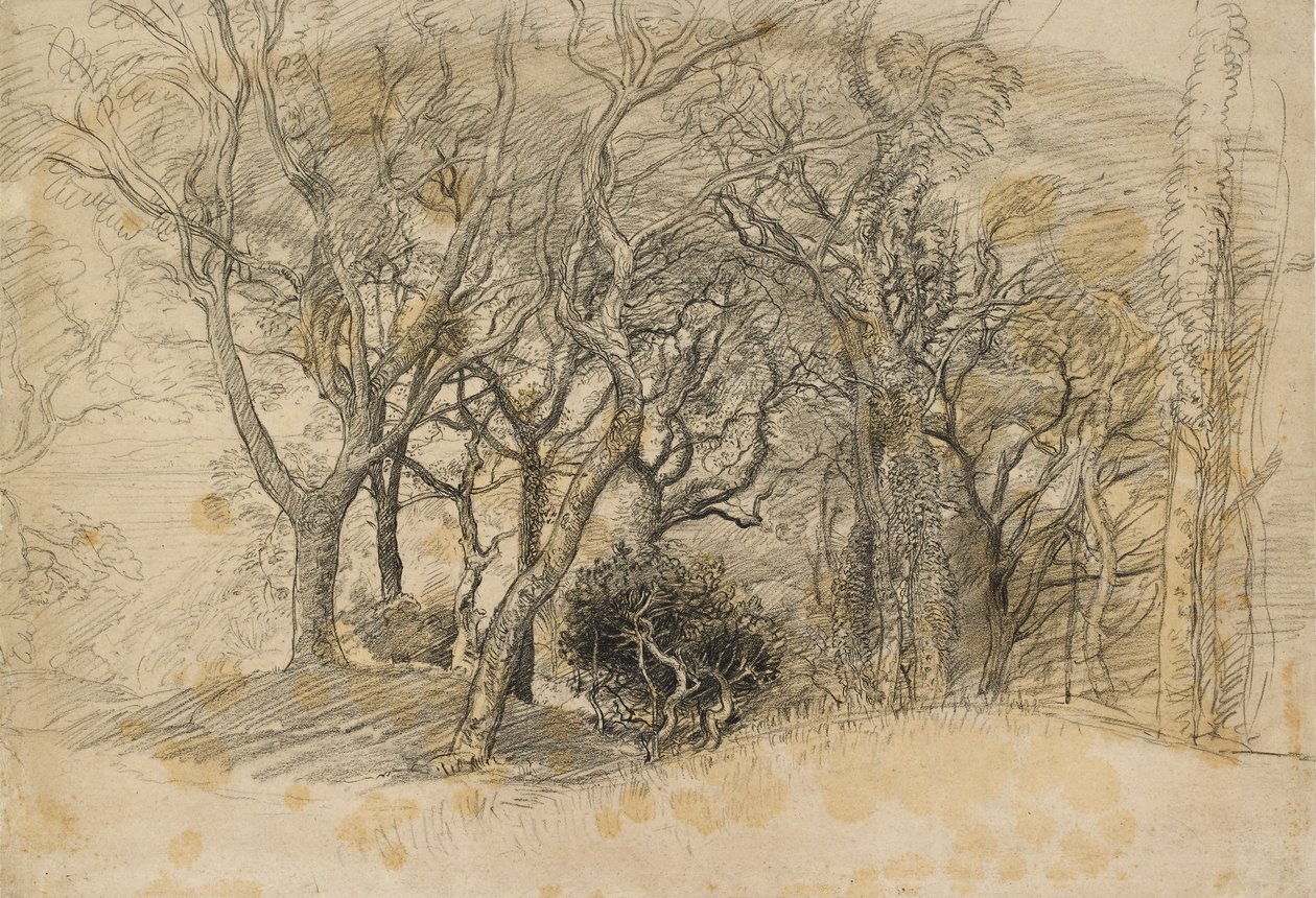 Studie von Bäumen, Clovelly Park von Samuel Palmer