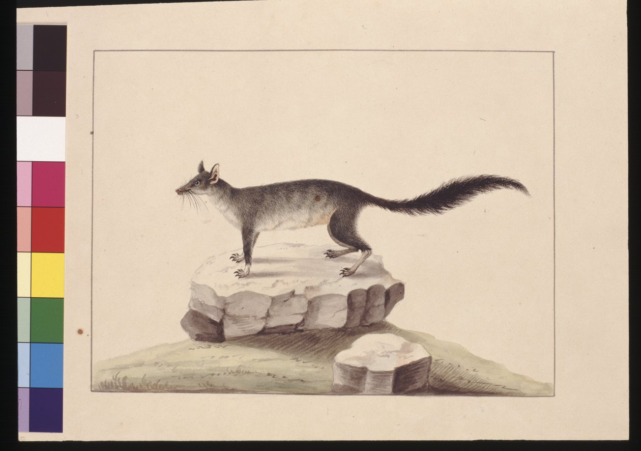 Seite 10. Tapoa Tafa. Jetzt bekannt als Brush-tailed Phascogale, ca. 1789-90 von Sarah Stone
