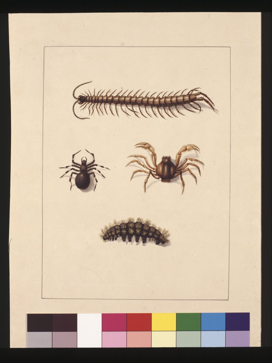 Seite 11. Insekten von New South Wales. Jetzt bekannt als Gemeiner Tausendfüßler, Spinnengattung Isopeda, Soldatenkrabbe, Raupe, ca. 1789-90 von Sarah Stone