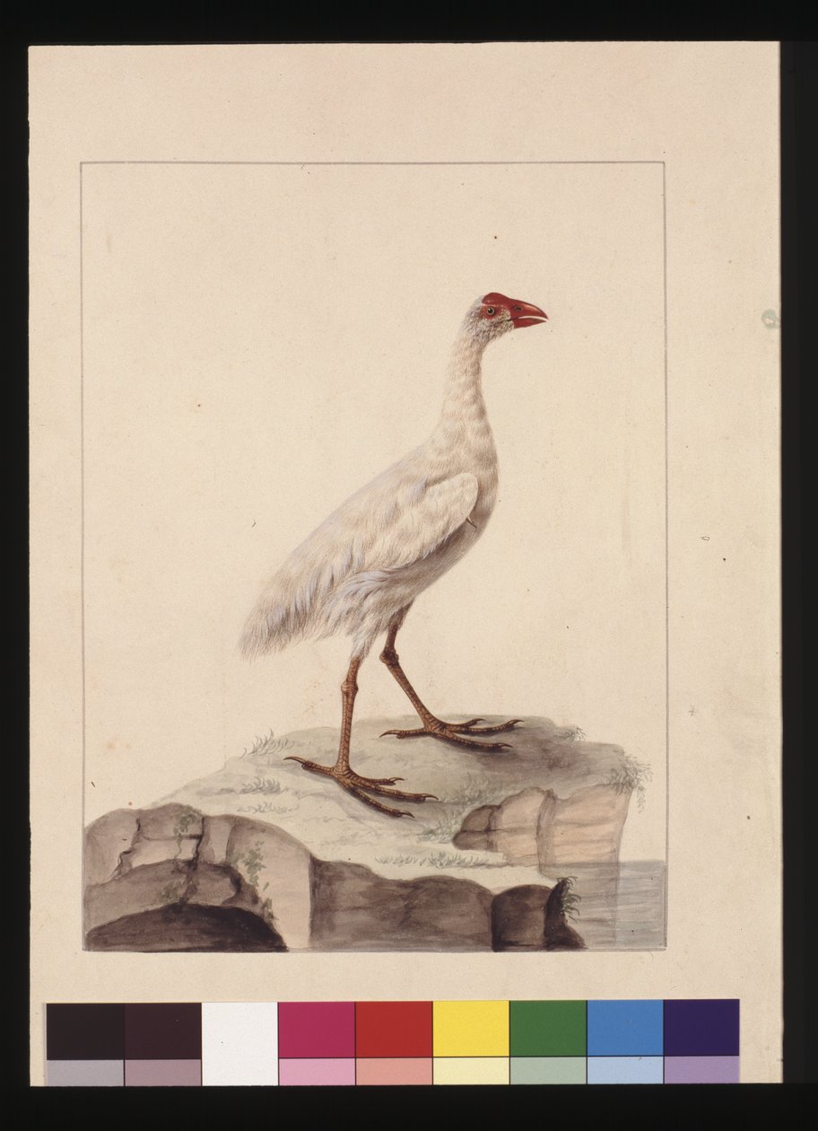 Seite 16. Weiße Fulica. Jetzt bekannt als Weißes Teichhuhn (ausgestorben), ca. 1789-90 von Sarah Stone