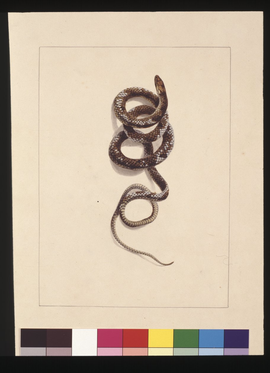 Seite 20. Schlange Nr. 1. Jetzt bekannt als Braune Schlange, ca. 1789-90 von Sarah Stone