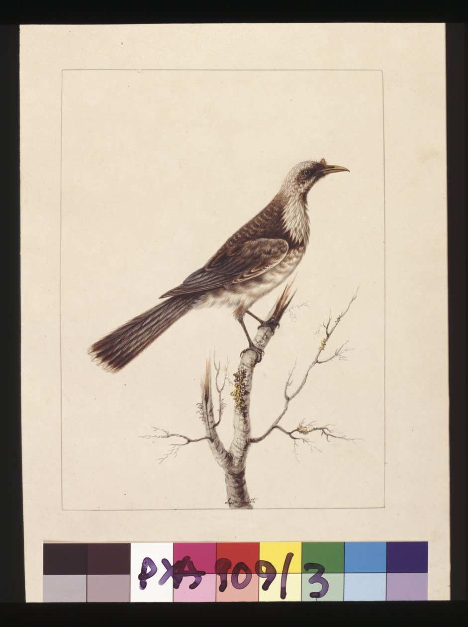 Seite 3. Knopf, Fronted Bee Eater: Signiert l.c. Sarah Smith. Jetzt bekannt als Friar Bird, um 1789-90 von Sarah Stone