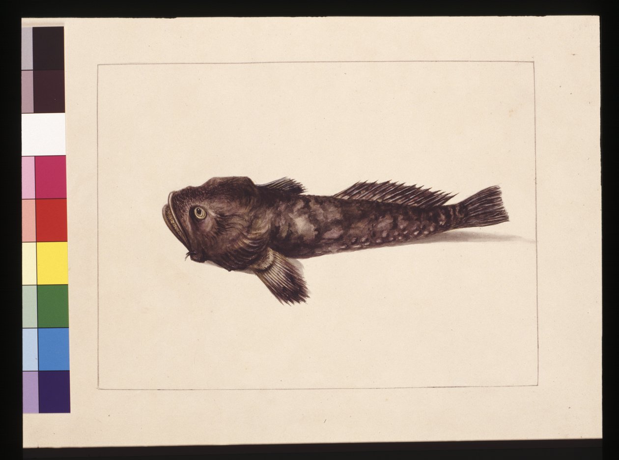 Seite 8. Zweifelhaftes Lophius. Jetzt bekannt als Froschfisch, ca. 1789-90 von Sarah Stone