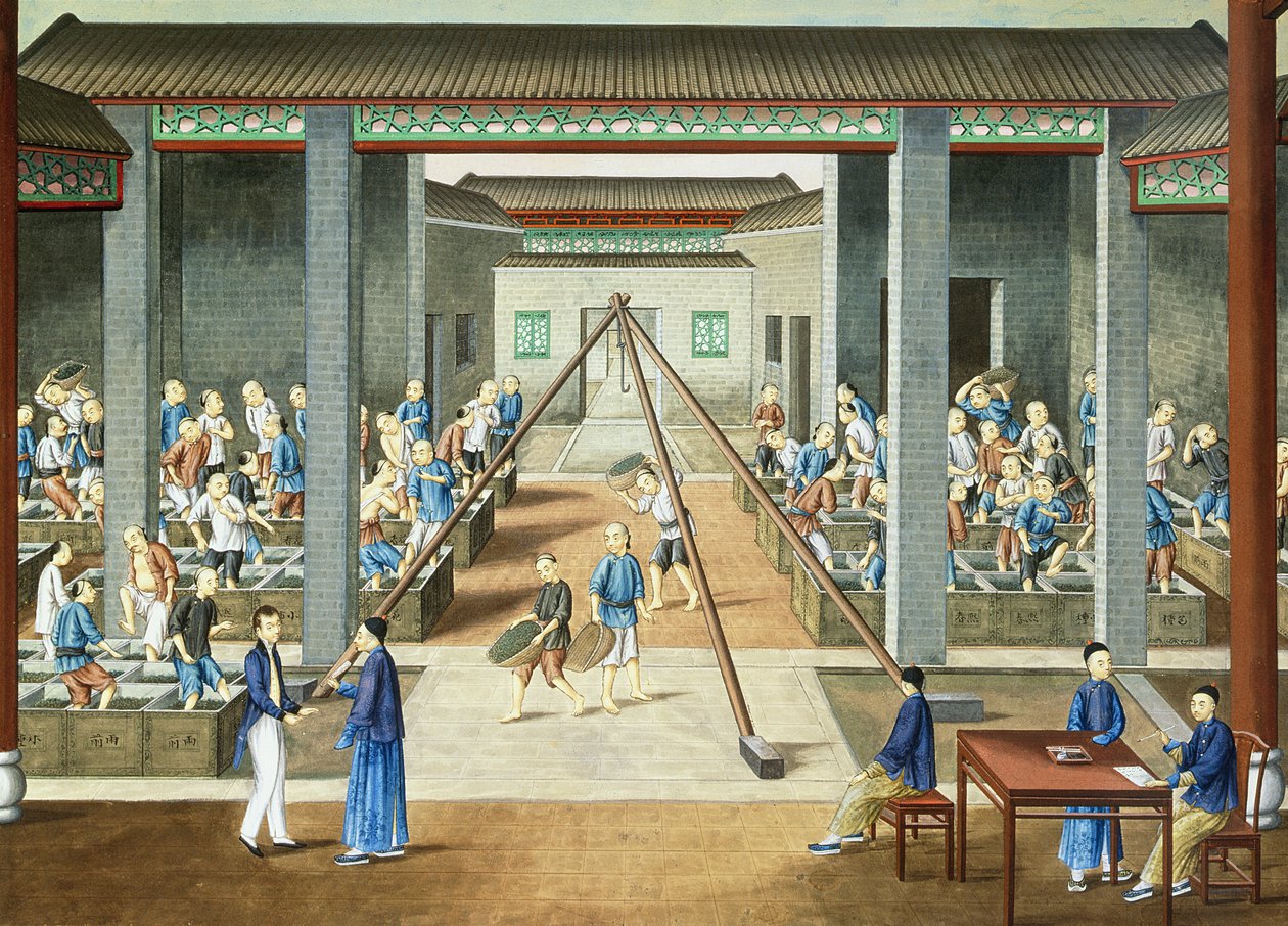 Teekultur: Wiegen und Kauf von Tee von School Chinese
