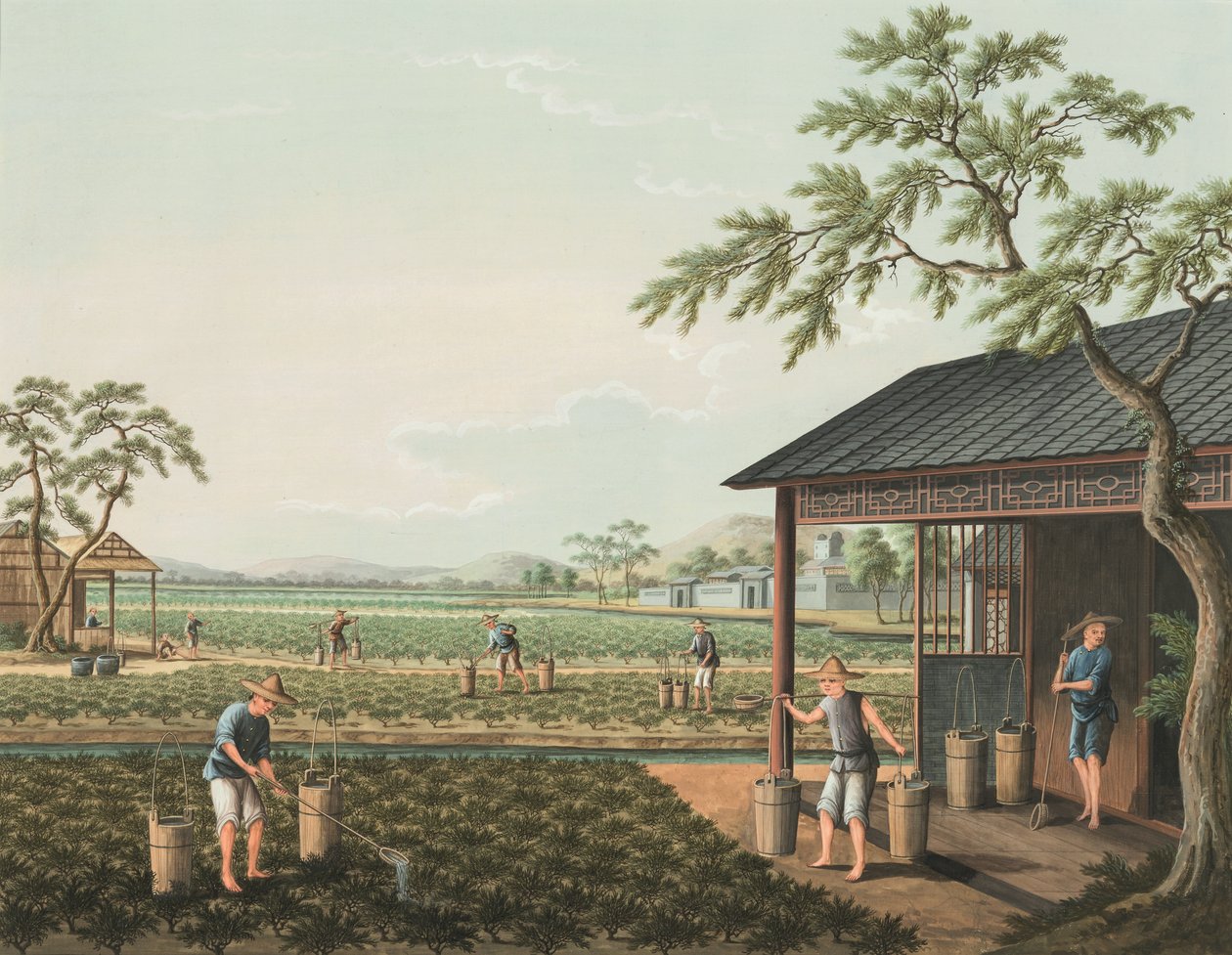 Teeproduktion, ca. 1820 von School Chinese