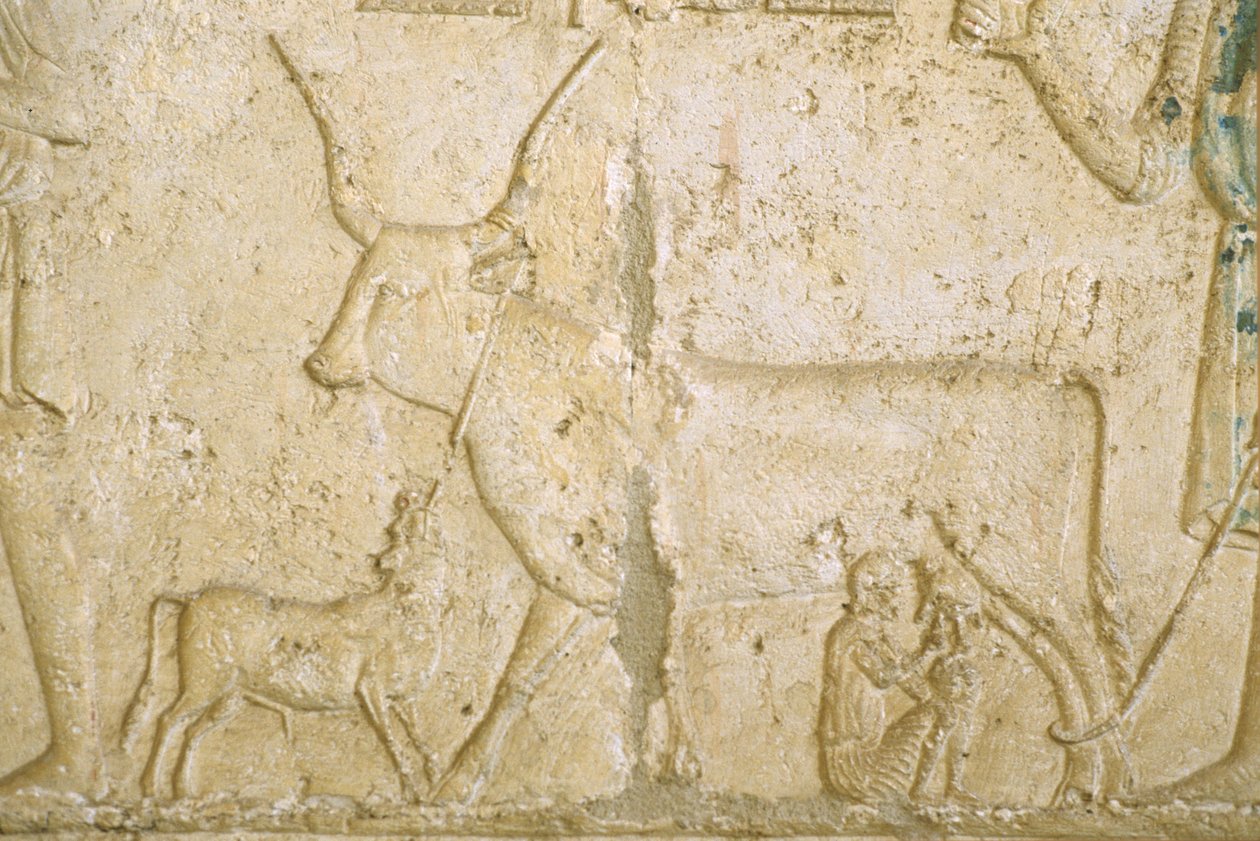 Altes Ägypten, Wandrelief, Grab des Petosiris, Tuna el Gebel, 300 v. Chr., Kuhmelken von School Egyptian