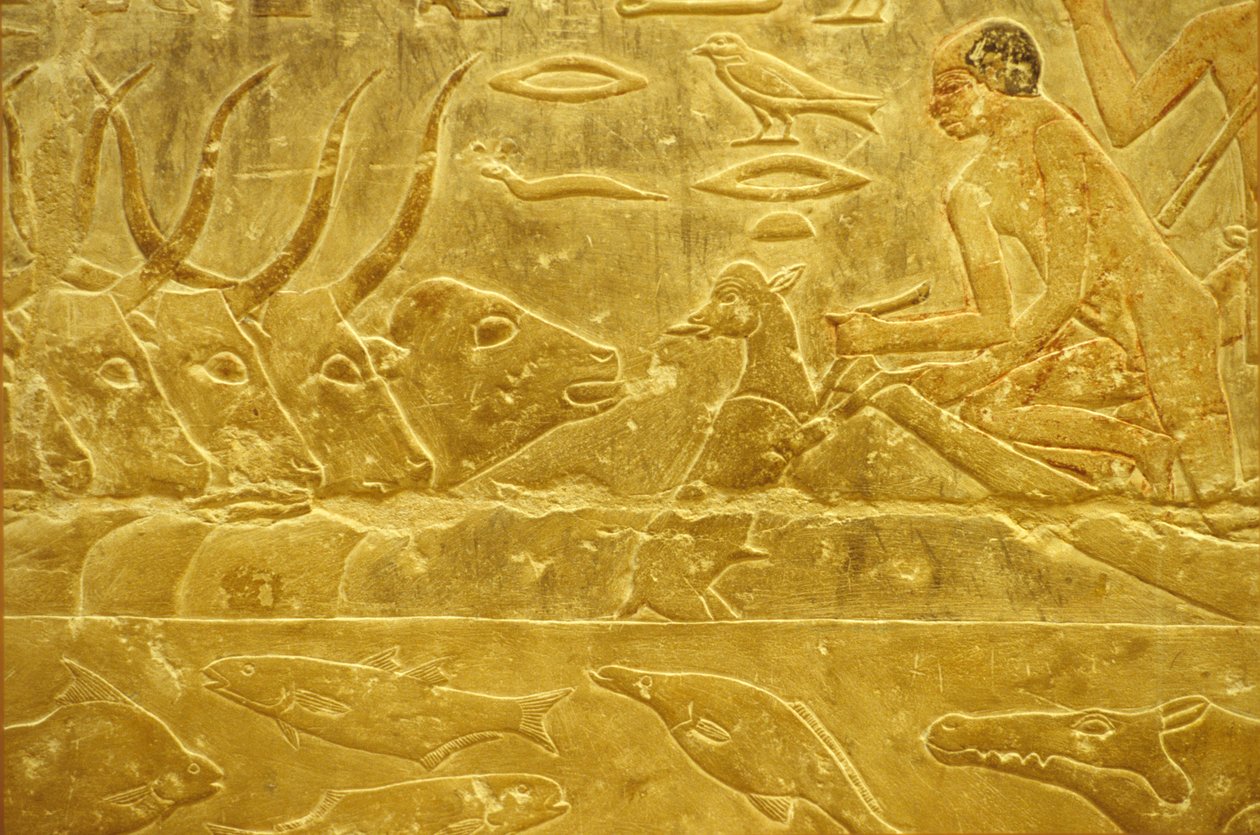 Altes Ägypten, Wandrelief, Mastaba/Grab von Idout, Saqqara, 6. Dynastie, Vieh durchquert einen Fluss, Mann hilft einem Kalb über den Fluss, Mutter schaut zu von School Egyptian