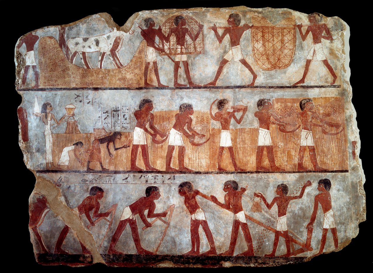 Säen und Ernten aus dem Grab des Schreibers Unsou (Fresko) von School Egyptian