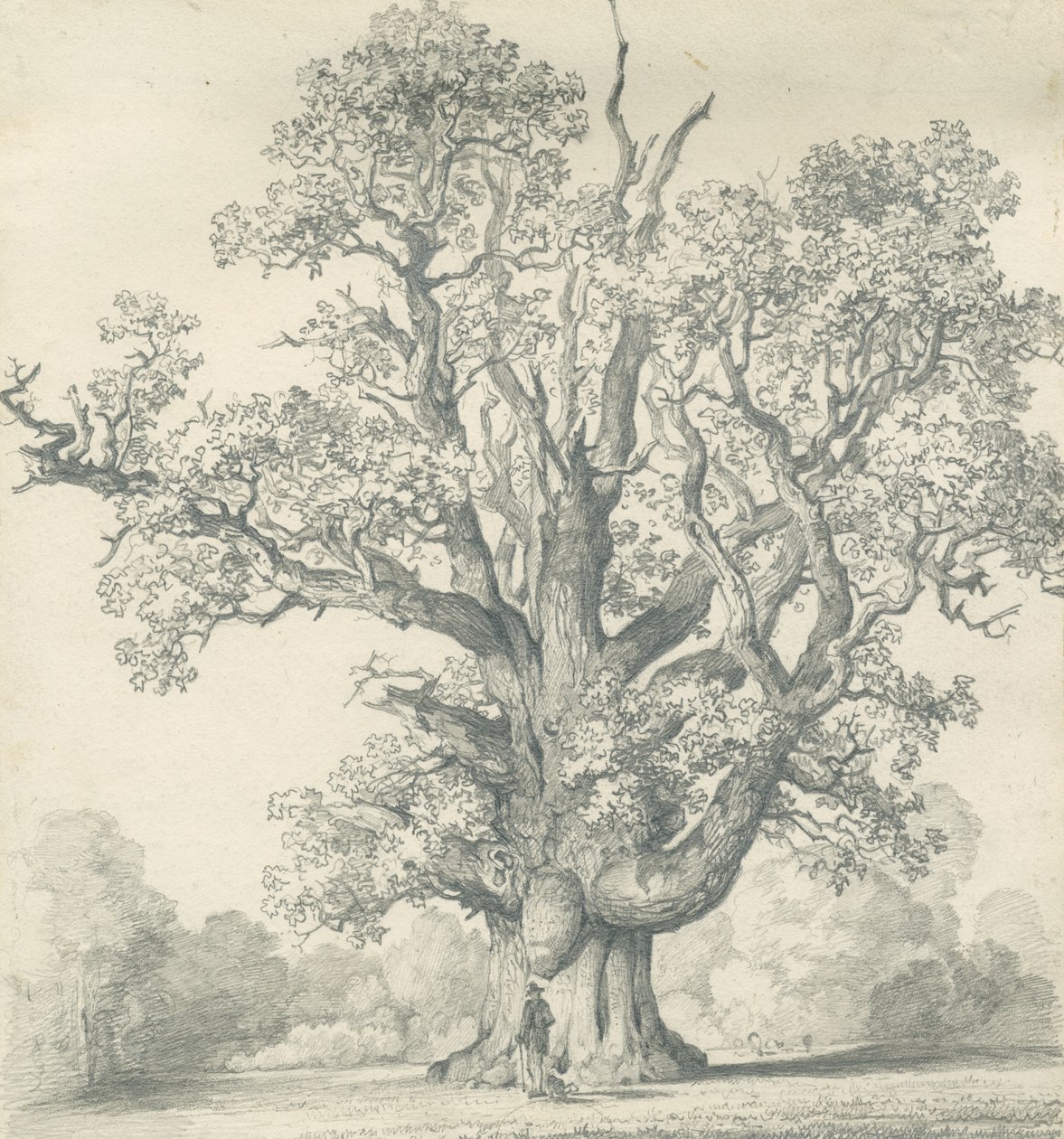 Needwood - Swilcar Oak: Bleistiftzeichnung, nd [?19. Jahrhundert] von School English