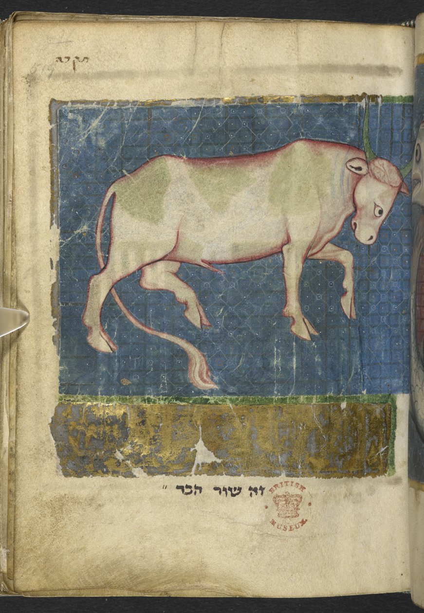 Ein Stier, aus einer Sammlung biblischer und anderer Texte (