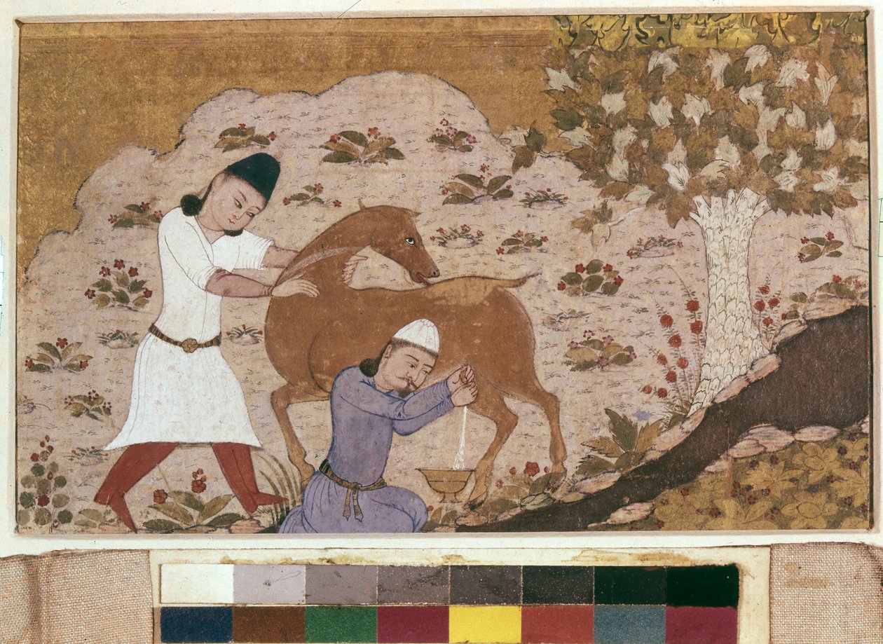 Onager-Melken, späte 15. Jahrhundert von School Iranian