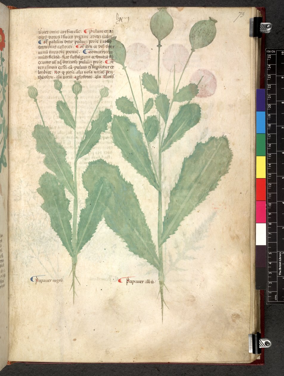 Tractatus de herbis (Herbal) c.1280-1310 von School Italian