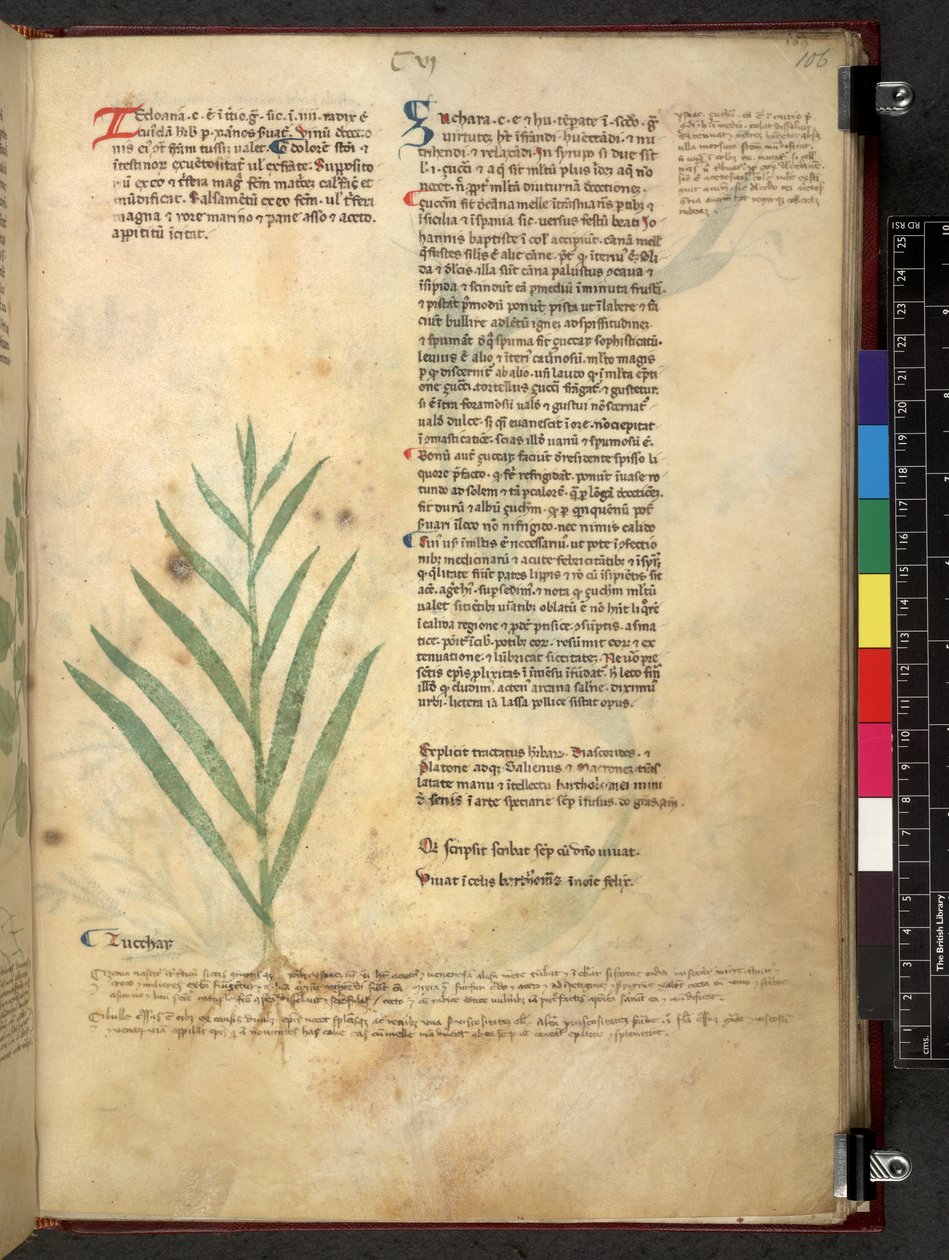 Tractatus de herbis (Herbal) c.1280-1310 von School Italian