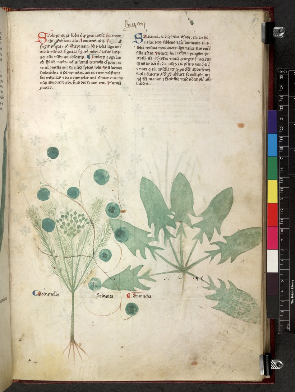 Tractatus de herbis (Herbal) c.1280-1310 von School Italian